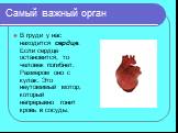 Самый важный орган. В груди у нас находится сердце. Если сердце остановится, то человек погибнет. Размером оно с кулак. Это неутомимый мотор, который непрерывно гонит кровь в сосуды.