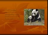 Международная экологическая организация Гринпис имеет эмблему с изображением панды.
