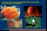 В Арктике много морских звезд,моллюсков, морских губок, актиний, медуз, ракообразных.