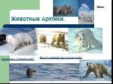 Животные Арктики. Песец(доп. Информация). Белый медведь(доп.информация)