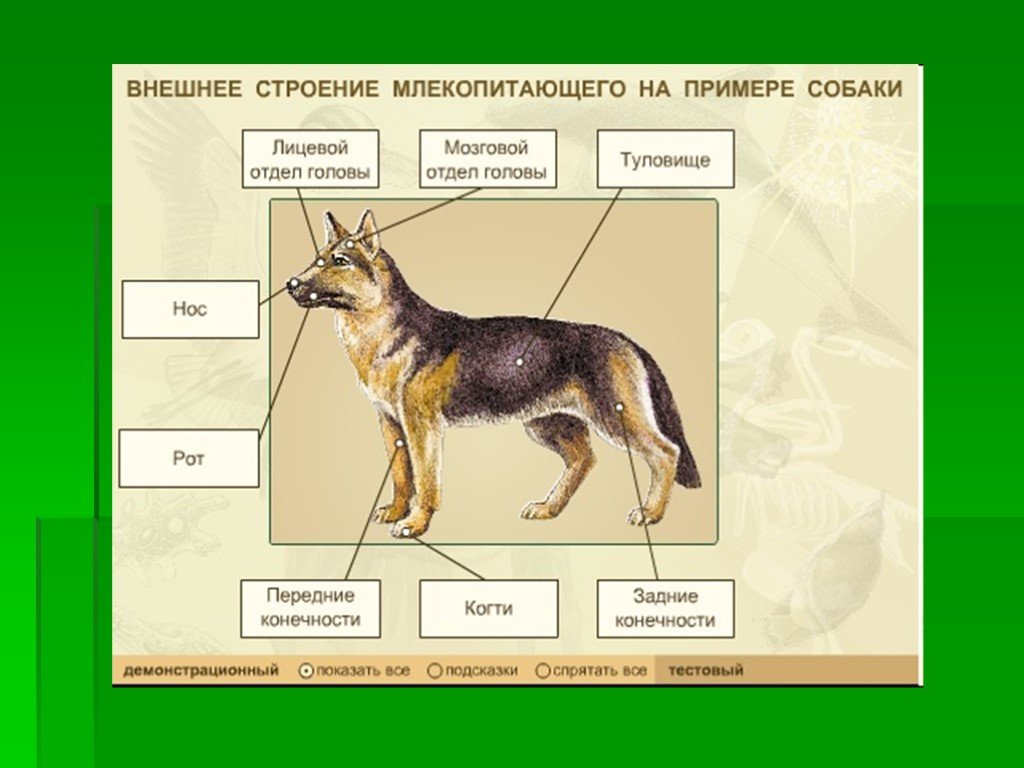 Тело млекопитающих подразделяется на. Внешнее строение млекопитающих 7 класс. Внешнее строение млекопитающих 8 класс биология. Внешнее строение млекопитающих 7 класс биология. Внешнее строение млекопитающих 7 класс Пономарева биология.