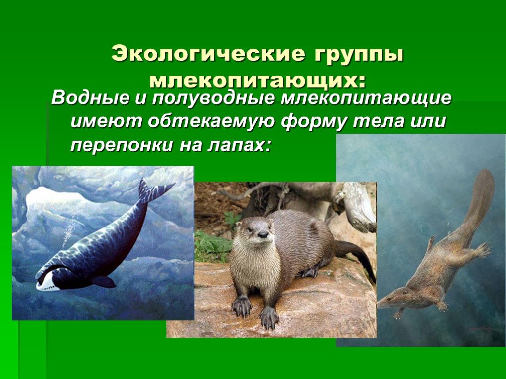 Приспособления млекопитающих к условиям среды. Экологические группы м. Экологические группы млекопитающих. Группы наземных животных. Экологические группы млекопитающих водные.