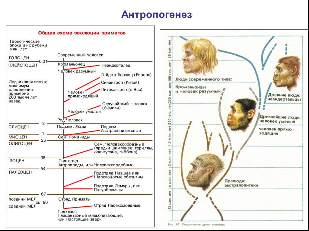 Этапы антропогенеза биология. Эволюция приматов схема 9 класс по биологии. Антропогенез эволюционное Древо человека. Эволюция приматов схема 11 класс. Схема эволюции приматов биология 11 класс.