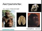 Австралопитек. Вост. Африка, 4-3 млн. лет назад. Australopithecus anamensis Australopithecus afarensis