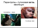 Парантропы – тупиковая ветвь эволюции. Australopithecus robustus Paranthropus boisei