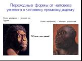 Переходные формы от человека умелого к человеку прямоходящему. Homo rudolfensis – человек родосский. Homo georgicus – человек из Грузии. 1.8 млн. лет назад