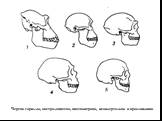 Черепа гориллы, австралопитека, питекантропа, неандертальца и кроманьонца