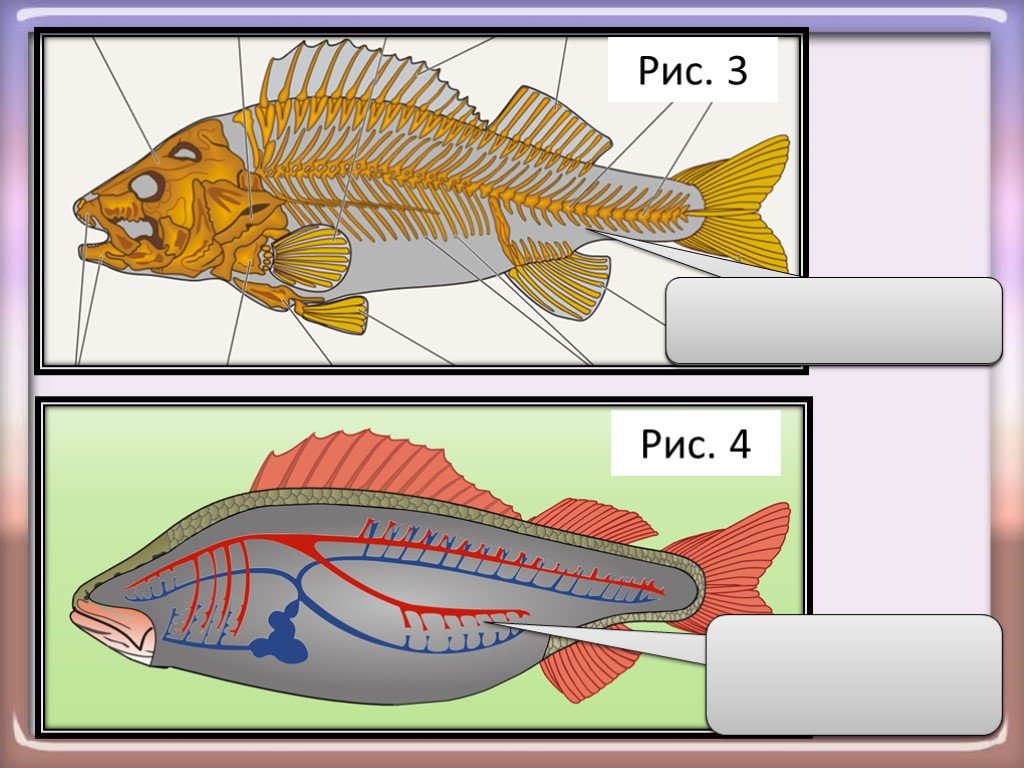 Внутреннее строение щуки. Внутреннее строение латимерии. Внутреннее строение рыбы. Выделительная система рыб. Класс рыбы внутреннее строение.