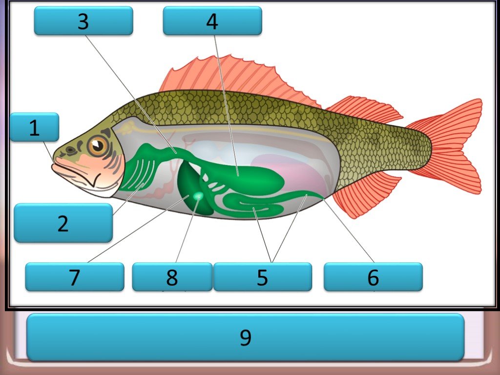Рыбы биология 2 класс. Пищеварительная система рыб 7 класс. Пищеварительная система рыб 7 класс биология. Внутреннее строение рыбы пищеварительная система. Пищеварительная система рыб рыбы биология 7 класса.