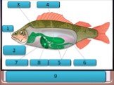 Пищеварительная система рыбы. 6 1 2 3 4 5 8 9