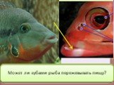 Какую новую информацию о пищеварительной системе вы можете обнаружить на этих фото? Как вы думаете, какую функцию выполняют зубы у рыб? Может ли зубами рыба пережевывать пищу?