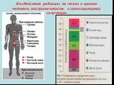Воздействие радиации на ткани и органы человека, восприимчивость к ионизирующему излучению.
