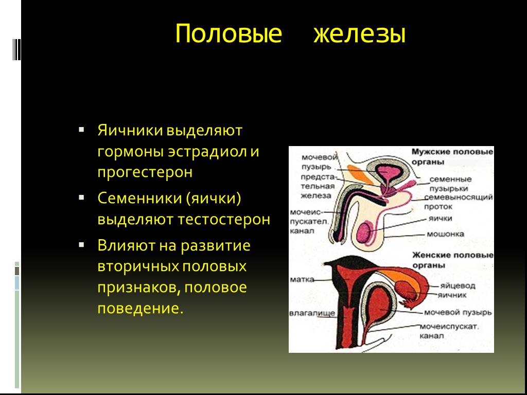 Железа женские органы. Половые железы выделяют гормоны. Гормоны выделяемые половыми железами. Половая железа. Мужские половые железы гормоны.