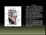 Гипофиз: Гипофиз, нижний мозговой придаток, или питуитарная железа (hypaphisis cerebri, glandula pituitaris), - сложный эндокринный орган, расположенный в основании черепа в турецком седле основной кости и анатомически связанный ножкой с дном третьего мозгового желудочка промежуточного мозга. Он сос