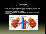 Надпочечники: Надпочечники (glandulae suprarenales) - парный орган, расположенный у высших позвоночных вблизи верхнего полюса почки, включает две самостоятельные эндокринные железы: кору надпочечников (substantia corticalis) и мозговой слой надпочечников ( substantia medularis ). Гормоны, выделяемые