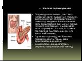 Железа поджелудочная. Поджелудочная железа (pancreas) - непарный орган смешанной секреции, расположенный в брюшной полости слева под желудком. Ее экзокринная часть представлена ацинозной тканью (зимогенной тканью), эндокринная часть - примерно 1-2 млн. островков Лангерганса (составляющим 1-2% массы 
