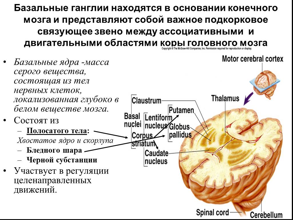 Базальные ганглии мозга. Строение базальных ядер головного мозга. Анатомия строение головного мозга базальные ядра. Конечный мозг базальные ядра структуры. Базальные ганглии конечного мозга.
