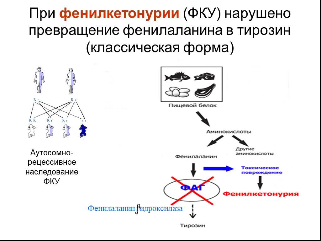 Фенилкетонурия генотип. Наследование фенилкетонурия Тип наследования. Фенилаланина при фенилкетонурии. Фенилкетонурия мутация Гена. Схема наследования фенилкетонурии.