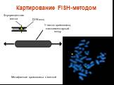 Картирование FISH-методом. Флуоресцентная метка. ДНК-зонд. Участок хромосомы, комплементарный зонду. Метафазные хромосомы с меткой