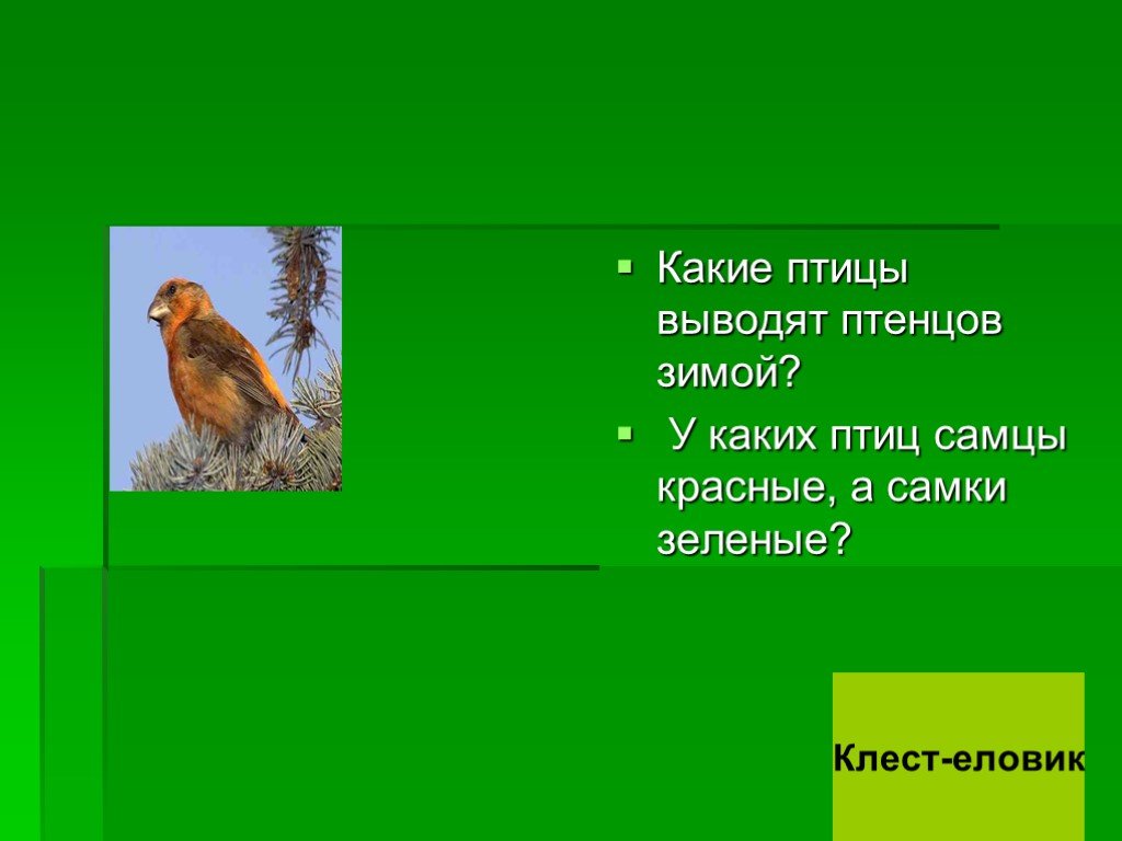 Вывод птенцов. Какие птицы выводят птенцов зимой. Какие птицы выводят птенцов зимой в России. У каких птиц самцы красные а самки зеленоватые. Птица самец красный самка зеленая.