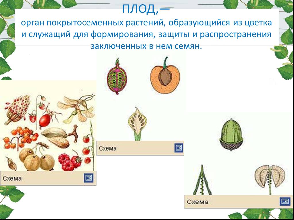 Основные группы плодов. Классификация плодов покрытосеменных растений. Строение плода покрытосеменных растений. Типы плодов у цветковых растений. Плоды растений.