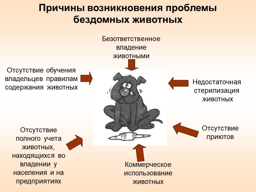 Бездомные собаки проект