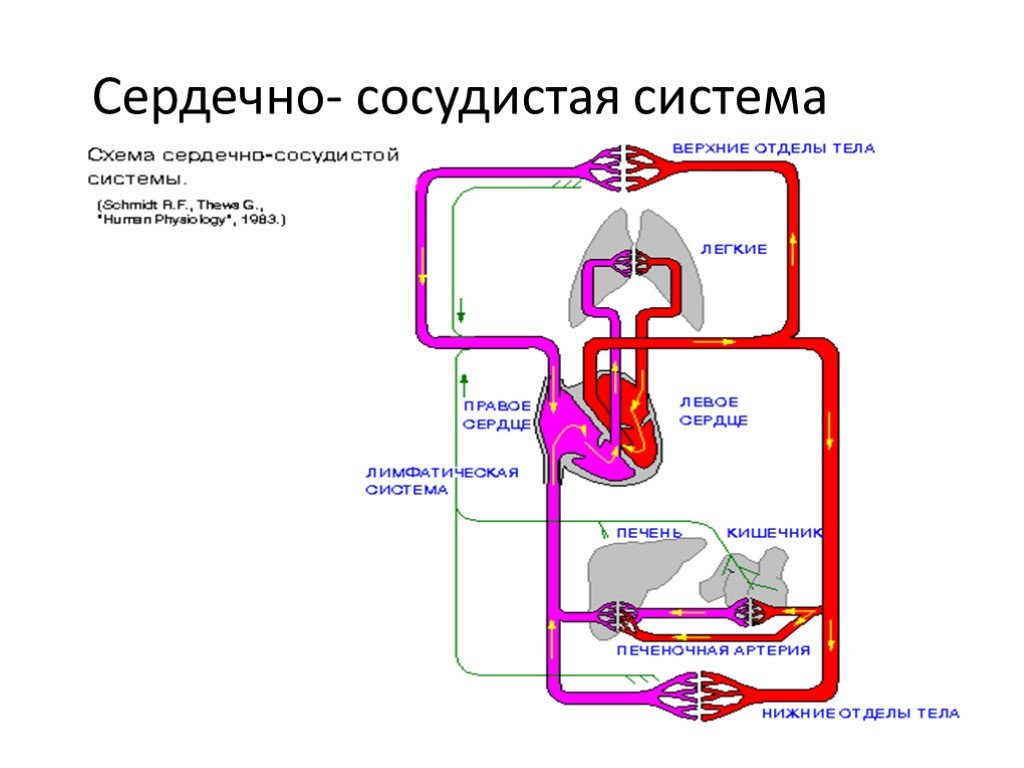 Сердечно сосудистая система кратко презентация