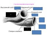 Строение кровеносных сосудов. ?