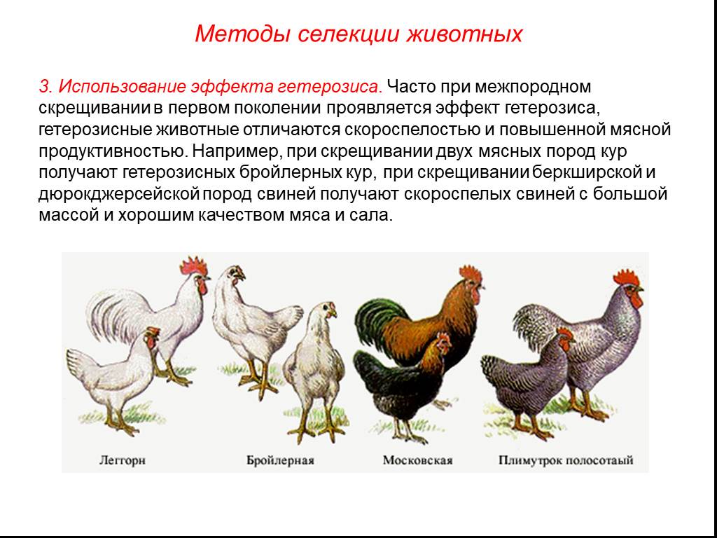 Методы селекции растений и животных презентация