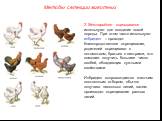 2. Межпородное скрещивание используют для создания новой породы. При этом часто используют инбридинг – проводят близкородственное скрещивание, родителей скрещивают с потомством, братьев с сестрами, это помогает получить большее число особей, обладающих нужными свойствами. Инбридинг сопровождается же