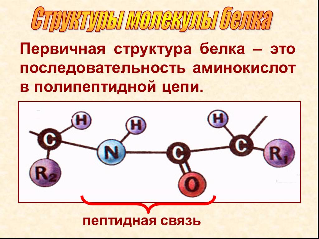 В первичной молекуле белка связь