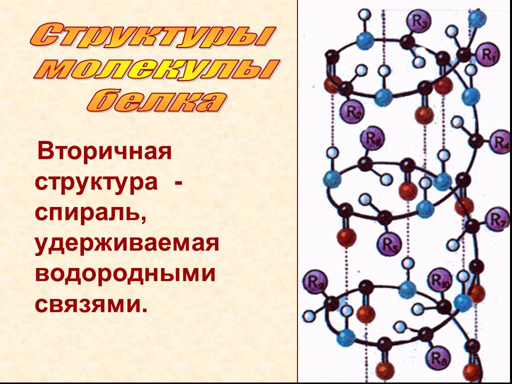 Вторичный белок примеры. Вторичная структура молекулы белка. Вторичная структура белка изображение. Строение белковых молекул вторичная структура. Строение вторичной структуры белка.