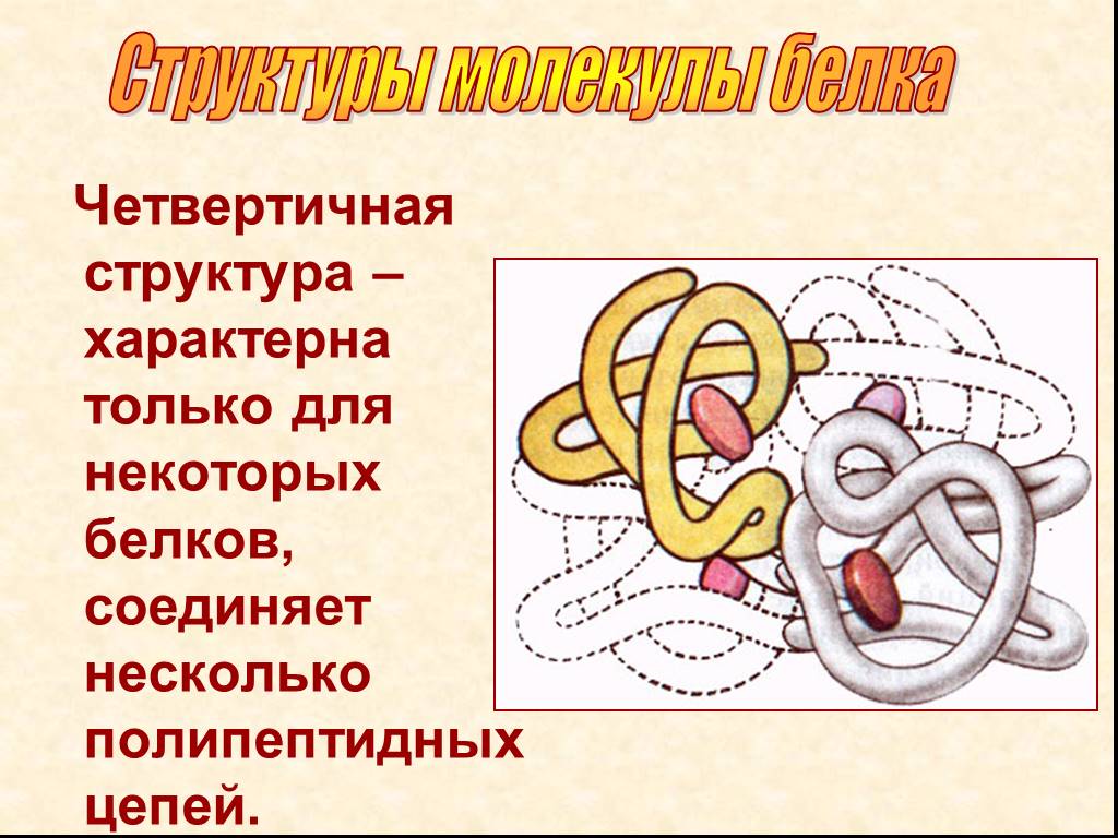 Белки строение белков 10 класс презентация