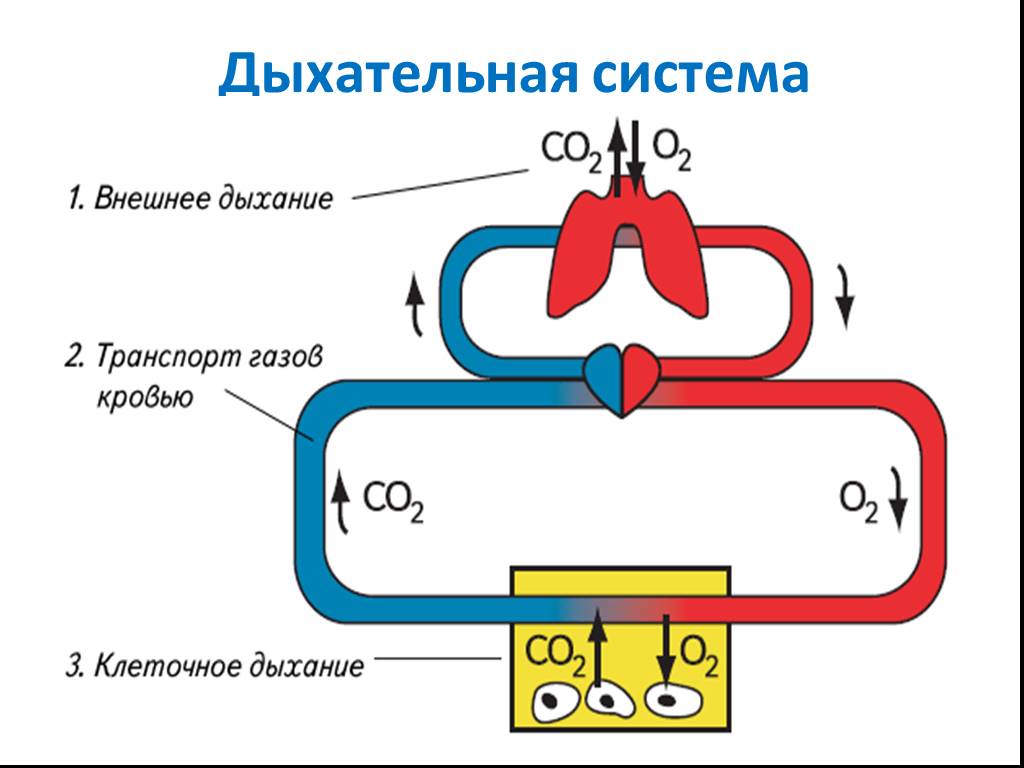 Последовательность этапов процесса дыхания. Транспорт дыхательных газов кровью. Процесс дыхания человека схема. Транспорт газов крови газообмен. Механизм транспорта кислорода и углекислого газа кровью.
