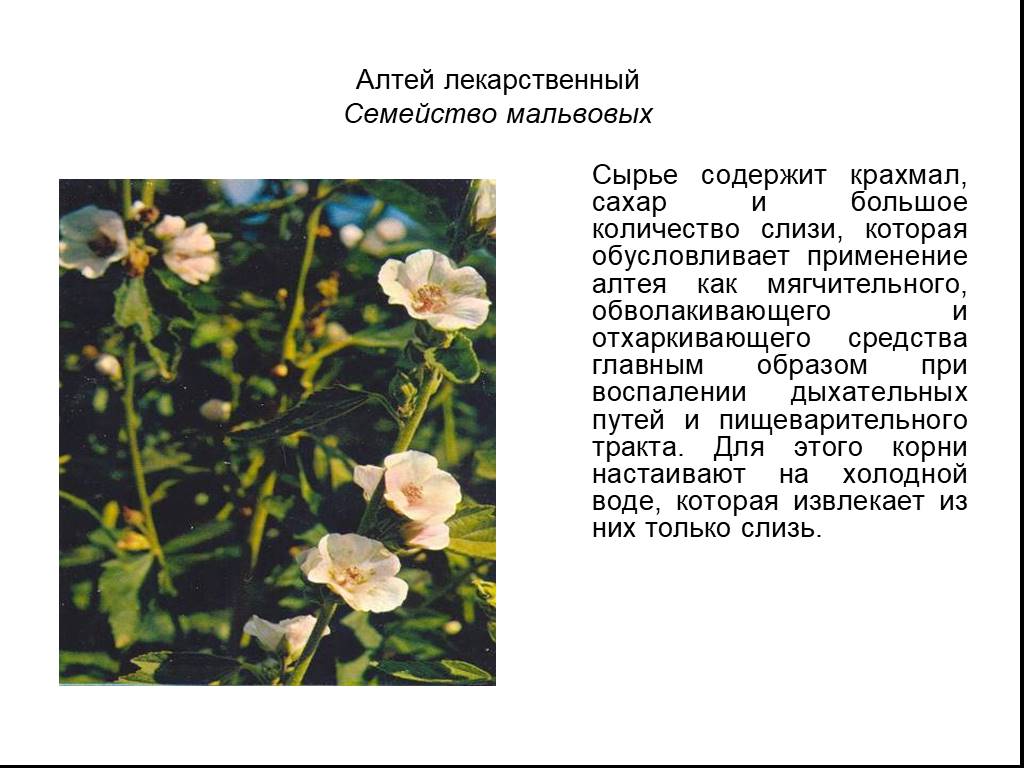 Презентация по окружающему миру 4 класс лекарственные растения