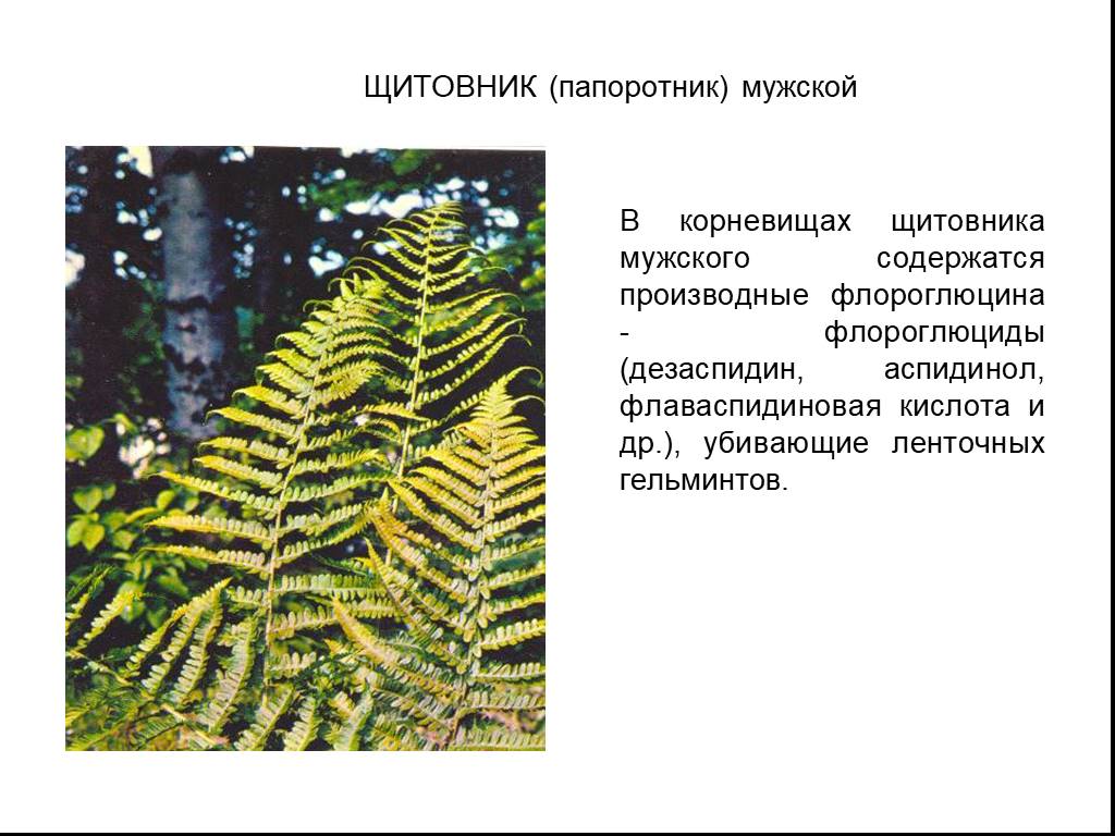 Презентация папоротники 11 класс