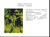 Дурман обыкновенный Семейство пасленовых. Препараты из листьев дурмана используют как противоспазматическое средство, особенно при бронхиальной астме. Дурманное масло применяют наружно при невралгии и ревматизме.