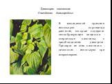 Диаскорея кавказская Семейство диаскорейных. В медицинской практике используют корневища растения, которые содержат пенообразующие вещества - стероидные сапонины, с преобладанием диосцина. Препарат из этих сапонинов - диоспонин - используют при атеросклерозе.