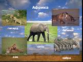гепард зебра лев слон бегемот