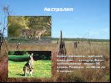 Австралия. Самое известное сумчатое животное - кенгуру. Всего насчитывается около 50 видов. Размеры от 40 см до 3 метров.