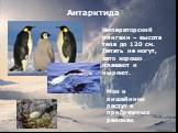 Антарктида. Императорский пингвин – высота тела до 120 см. Летать не могут, зато хорошо плавают и ныряют. Мхи и лишайники растут в прибрежных районах.