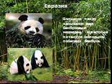 Евразия. Большую панду называют еще бамбуковым медведем. Животные питаются молодыми побегами бамбука.