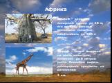 Африка. Баобаб – дерево с толщиной ствола до 10 м, его мягкая, рыхлая древесина способна накапливать до 150 л воды. Жираф – самое высокое на свете животное, достигает до 6 метров роста. Способен видеть движущиеся предметы на расстоянии 1 км.