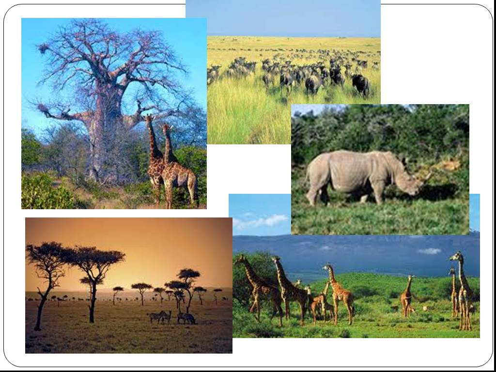 Африки животный география. Животные и растения Африки. Коллаж природные зоны Африки. Природные зоны Африки животные и растения. Материк Африка растительный и животный мир.