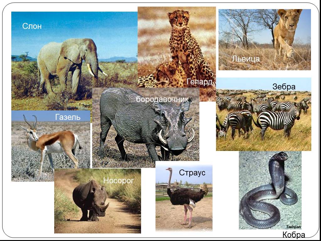 В какой природной зоне африки обитает слон. Какие животные обитают в Африке. Средиземноморская зона Африки животные. Местные виды животных в Африке. Характерные животные Африки список.