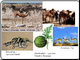 Вельвичия – пустыни Намиб. Дикий арбуз – пустыни Намиб и Калахари. Антилопа Гну. Зебры, антилопа канна, антилопа гну
