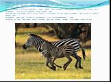 Зебра: На самом деле зебра — чёрная в белую полоску, а не наоборот, как считают некоторые. Каждая зебра имеет уникальный рисунок из чёрных и белых полос, подобно отпечаткам пальцев у человека. По рисунку детёныш зебры узнаёт свою мать. Мухи цеце нападают на любой движущийся тёплый предмет, даже авто