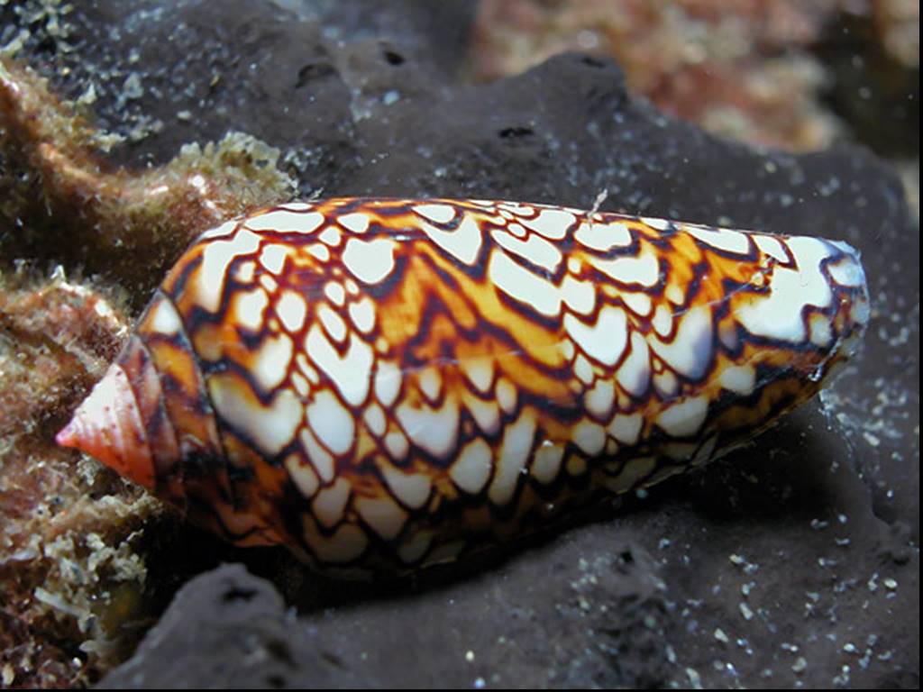 Трубчатый моллюск