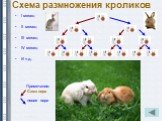 Схема размножения кроликов. I месяц II месяц III месяц IV месяц И т.д. Примечание: Сама пара новая пара