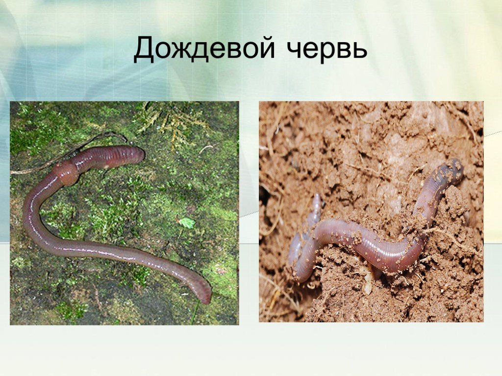 Сообщение о червях. Дождевой червь 3 класс окружающий мир. Доклад о дождевых червях. Черви 3 класс.